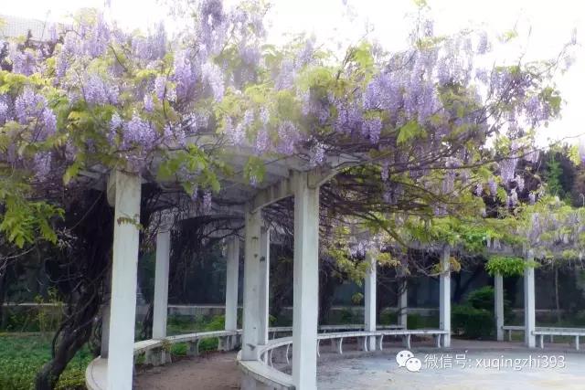 学校的紫藤花园如诗如画